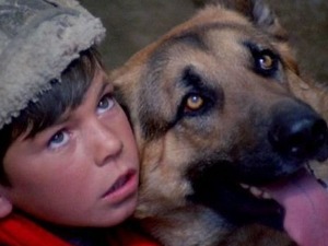 Вук самотњак