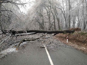 Забрањена вожња по Фрушкој гори, жена повређена када се залеђено стабло срушило на аутомобил
