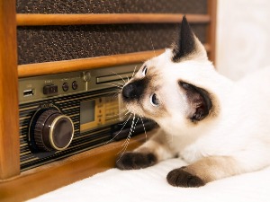 О мачкама у музици