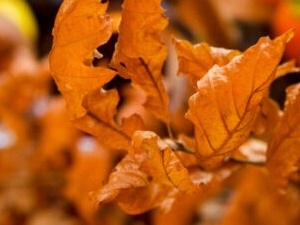 Симболика бадњака вишезначна, трпезу би требало да поделимо са онима који немају