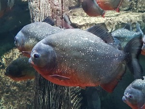 Пиране убиле четири особе у Парагвају