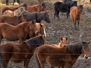 Љубав према коњима остала у аманет, држава чува сорту која је спасавала главе на Солунском фронту