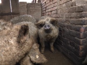 Мангулице нема ко да купи, а накупци убијају цену