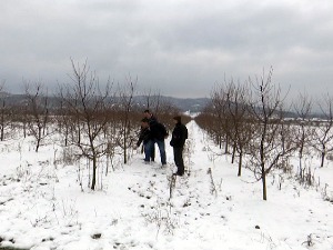 Како снег греје пшеницу и чува воће