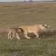 Neverovatna scena u nacionalnom parku u Tanzaniji, lavica „usvojila“ mladunče gnua