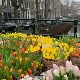 Besplatni buketi lala na ulicama Amsterdama 