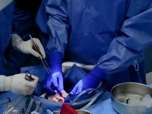 Da li će presađivanje organa sa životinja biti budućnost medicine