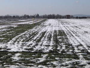 Џиповима на банатске њиве, бахати појединци угазили оранице