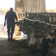 Произвођачима млека све теже, а увоз обара вредност домаћих производа