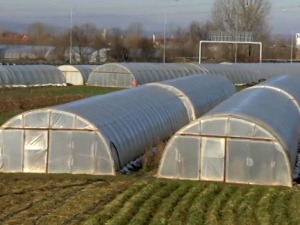 Слаткасти укус, али и зарада од зелене салате - "путерица" стиже у Пољску и Румунију