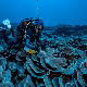 Нетакнути корални гребен откривен код обале Тахитија