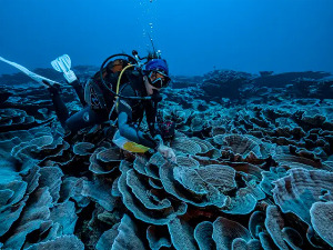 Netaknuti koralni greben otkriven kod obale Tahitija