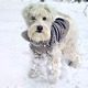 Шест савета како да ваш пас лакше преброди ледене дане