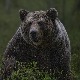 Словенија, мечка повредила ловца