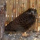 Повређене птице и животиње добиле место за опоравак у градском парку Вршца