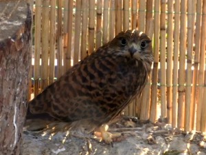 Повређене птице и животиње добиле место за опоравак у градском парку Вршца