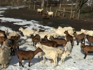 Бела коза Евка омиљена на фарми у Росици