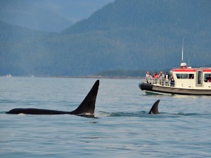 Како је нарко-банда искористила орке као изговор за транспорт хашиша у Шпанију