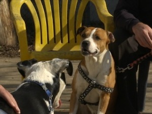 Опасни пси – да ли понашање животиње зависи од власника или од расе