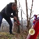 Орезивањем винове лозе на Светог Трифуна почели радови у виноградима