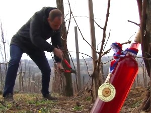 Орезивањем винове лозе на Светог Трифуна почели радови у виноградима