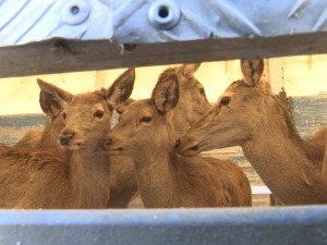 После пола века студеничким крајем поново трче јелени