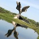 Jasenovac u krilu svjetske istoriografije: Kultura sjećanja nasuprot plitkom politikantstvu