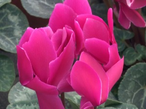 Може ли се живети од производње цвећа у Пчињском округу