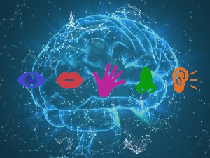 Господин мозак:  Вид и боје