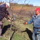  Воћари наставили резидбу од које зависе род и квалитет воћа