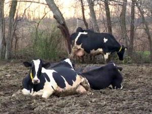 Kраве на фарми код Таванкута спавају на воденим креветима,  а имају и турпију за папке