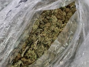 Заплењено 56 килограма марихуане, ухапшен брачни пар из Тутина