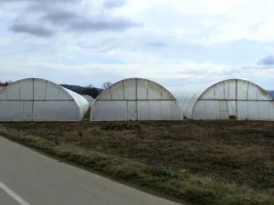 Пиротски пољопривредници помоћу субвенција проширују производњу