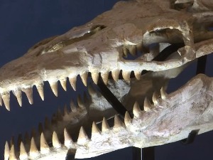 Мососаурус - једна од новина у Природњачком центру у Свилајнцу