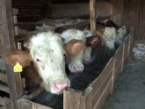 Сточари из београдских општина могу да рачунају на већу подршку из градске касе