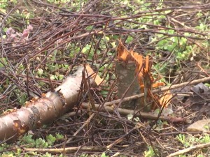 Како сачувати пољопривредна имања од штета и крађа