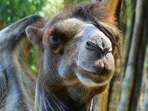 Камила убила две особе у Тенесију 