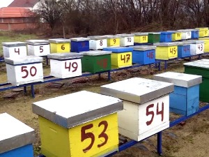 Пчеле не знају за границе, одржан међународни сајам у Бујановцу