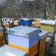 Урбано пчеларење – кошнице пуне меда усред Београда 