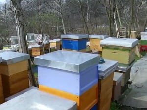 Урбано пчеларење – кошнице пуне меда усред Београда 