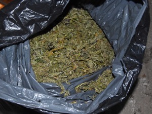 Сремска Митровица, заплењено преко 15 килограма марихуане