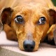 Šta pas ume i razume: Shvatiti čoveka, dijagnosticirati tumor, nanjušiti strah