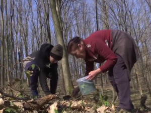 Берба сремуша на обронцима Фрушке горе