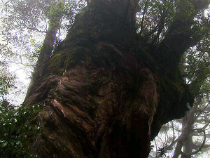 Светска културна баштина Јапана: Острво древне шуме - Јакушима, 5-5