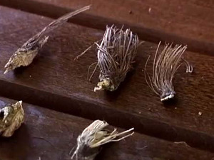 Наши шетачи: Расковник, Свети грал међу биљкама