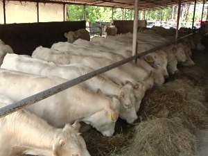 Како повећати извоз јунади?