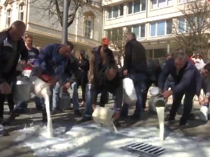 Шабац: Пољопривредници просипају млеко због ниске откупне цене и скупе сточне хране