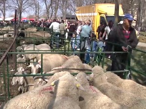 Овчарски дани у селу Сакуле