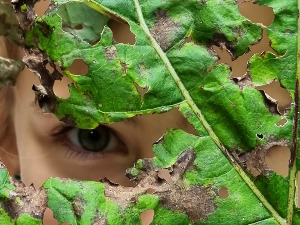 "Дрво, моје дрво - израсло си прво..."