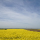 Фолдер Србија: Трешња 